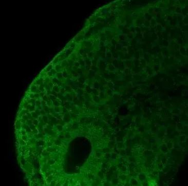 gp96/HSP90B1/GRP94 Antibody