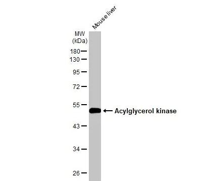 Acylglycerol Kinase Antibody