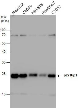 p27/Kip1 Antibody