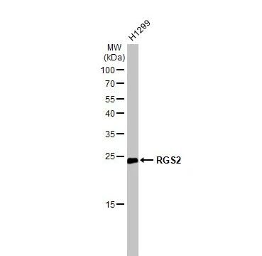 RGS2 Antibody