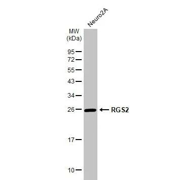 RGS2 Antibody