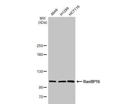 RanBP16 Antibody