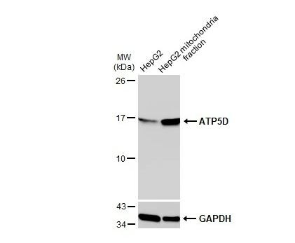 ATP5D Antibody