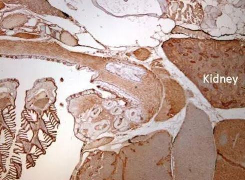 IDH3A Antibody