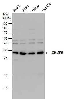 CHMP5 Antibody