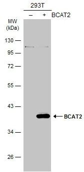 BCAT2 Antibody