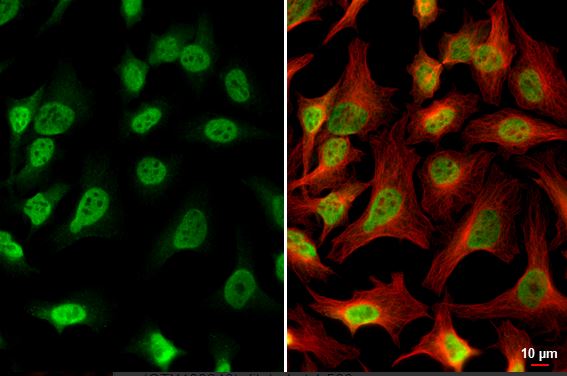 PDE6D Antibody