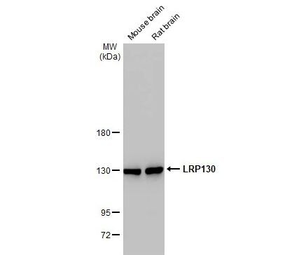 LRPPRC Antibody