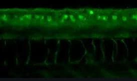 ERR gamma/NR3B3 Antibody