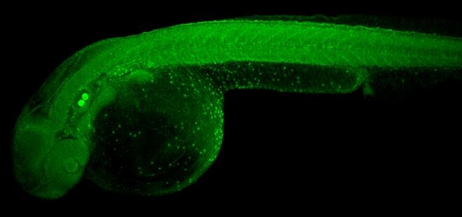 ATP6V1H Antibody