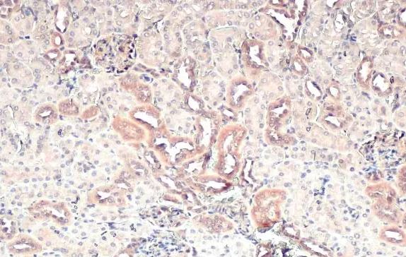 CARD10 Antibody
