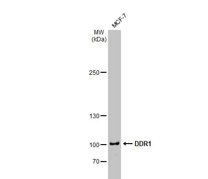 DDR1 Antibody