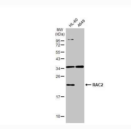 RAC2 Antibody - BSA Free