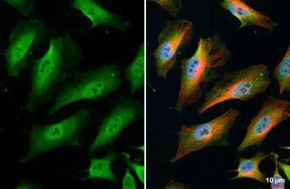 TNFAIP2 Antibody