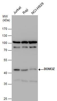 DXO Antibody DXO Antibody