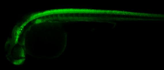 SNAP25 Antibody