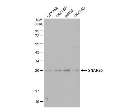 SNAP25 Antibody