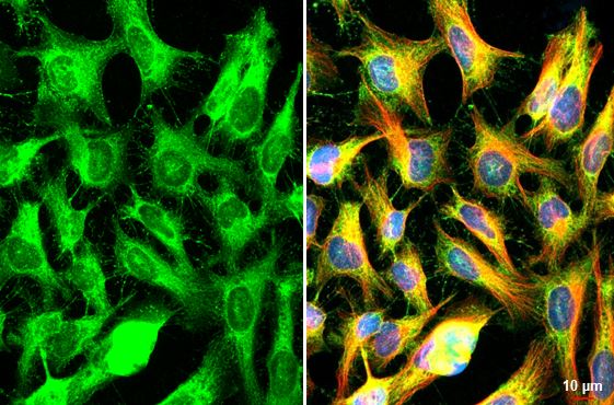 FXR1 Antibody