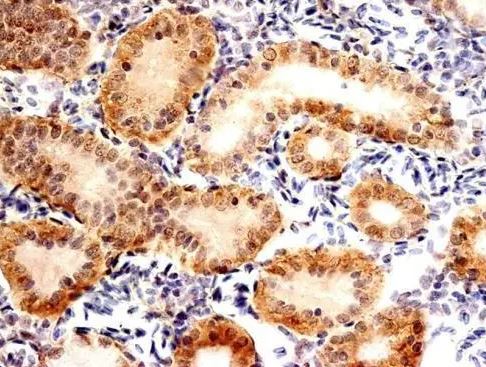 FXR1 Antibody