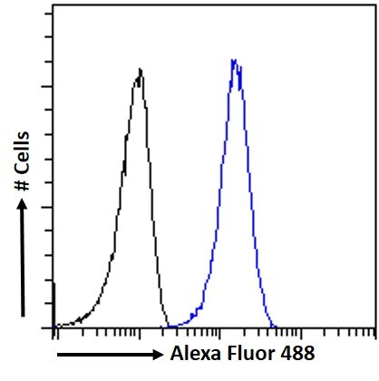 ATG4D Antibody