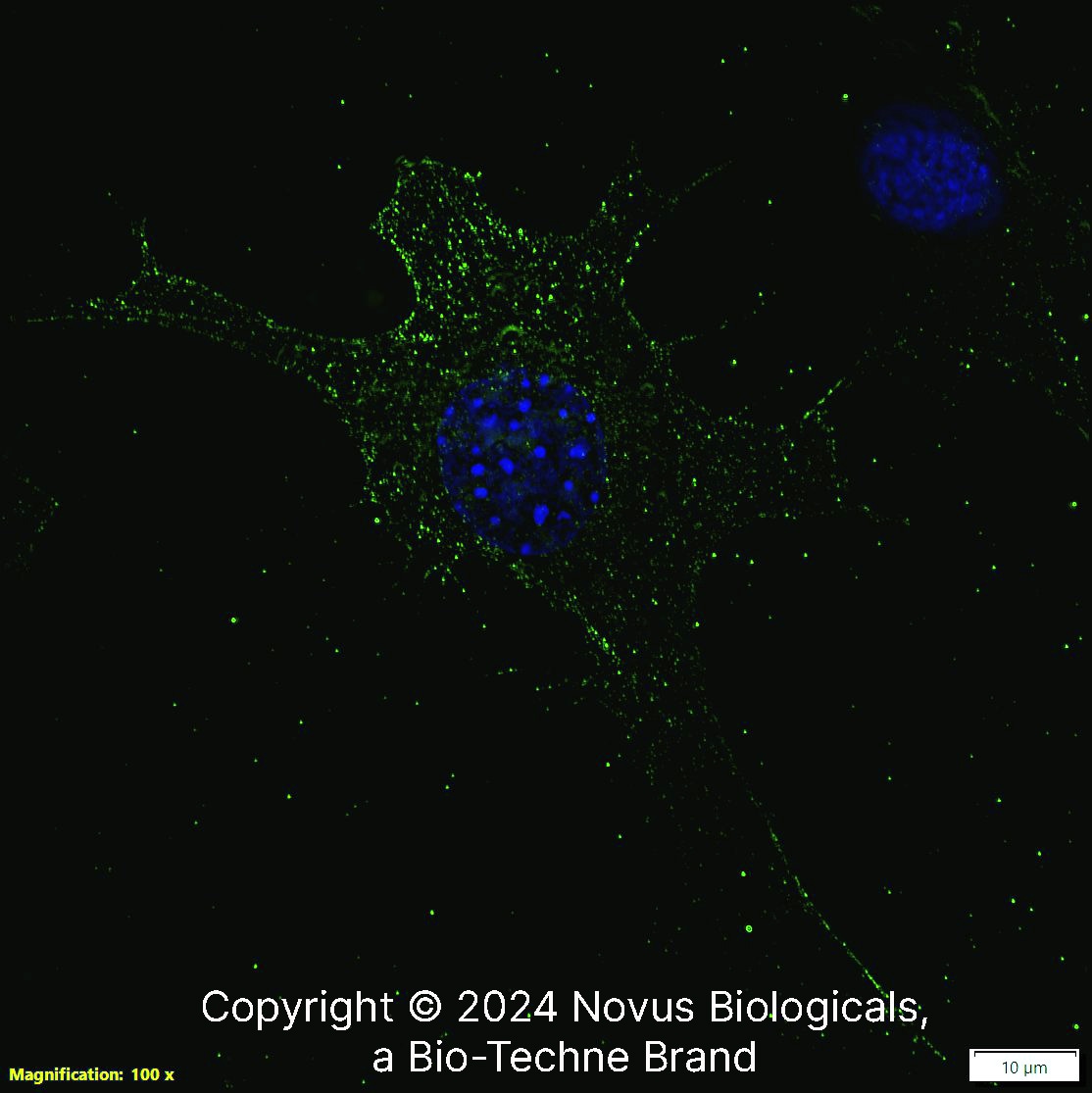 Adenosine A2aR Antibody (7F6-G5-A2) - BSA Free