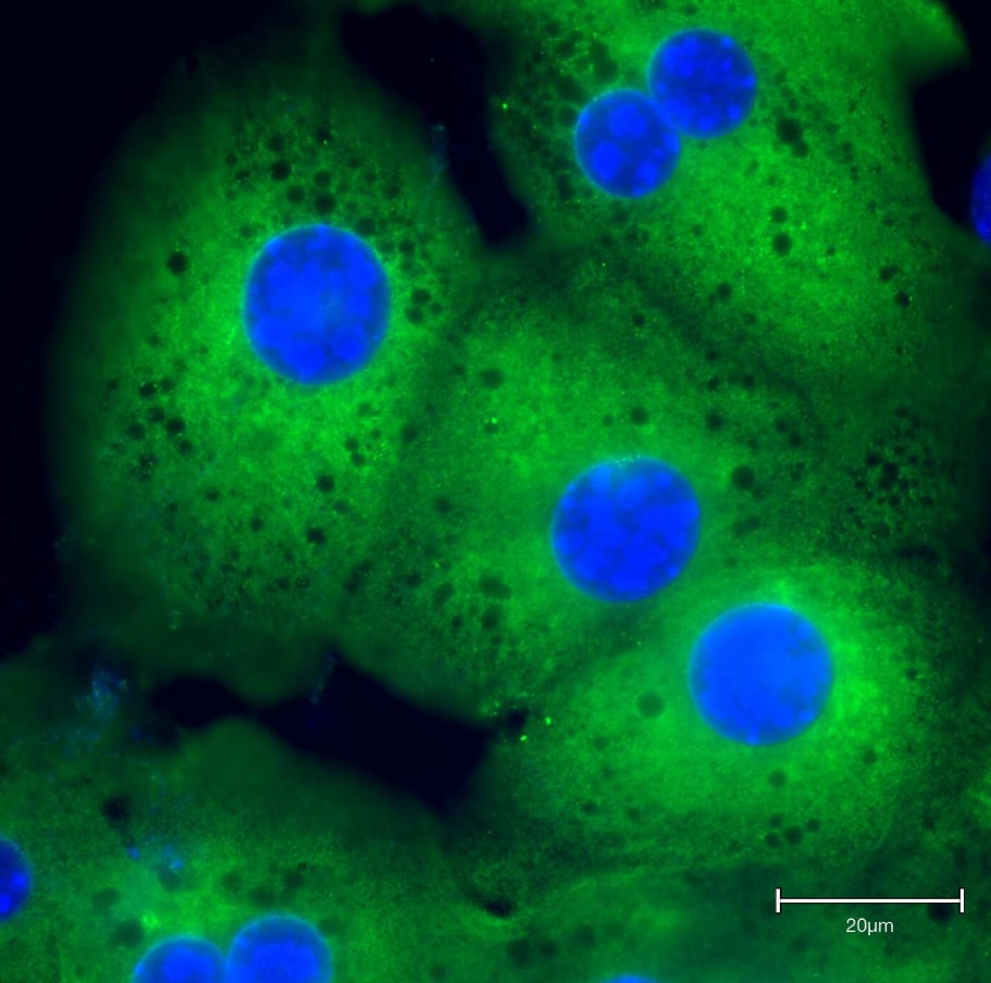 ATF6 Antibody (70B1413.1) - BSA Free