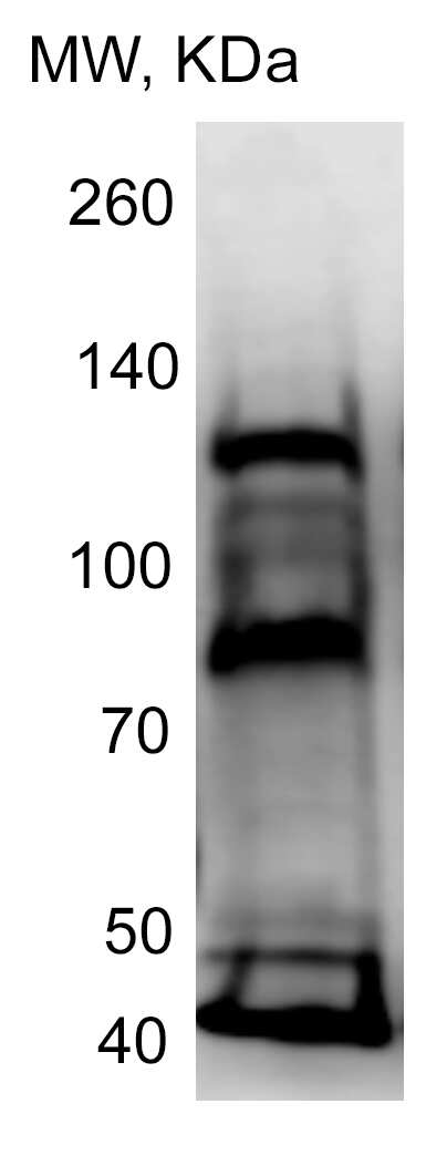 ATF6 Antibody (70B1413.1) - BSA Free