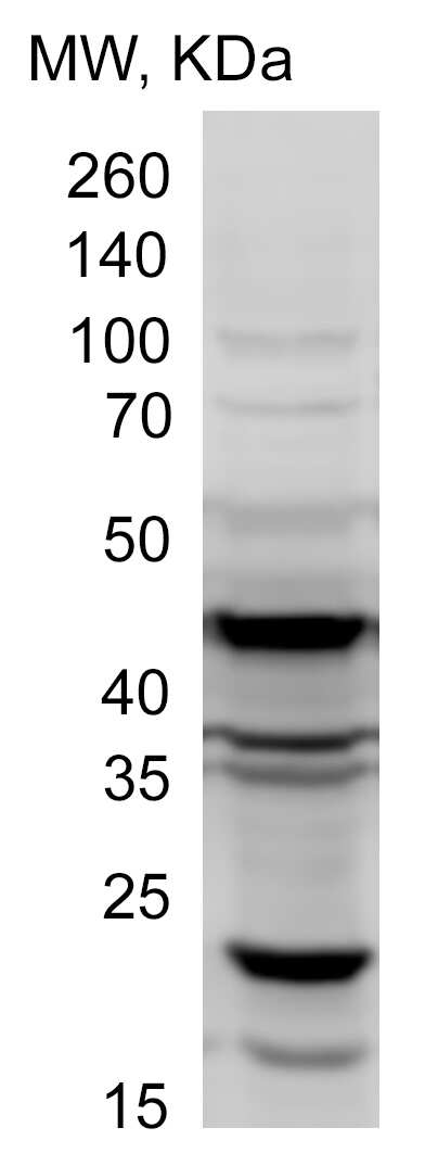 p62/SQSTM1 Antibody - BSA Free