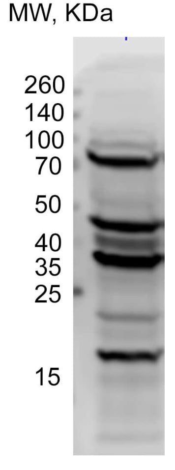 p62/SQSTM1 Antibody - BSA Free