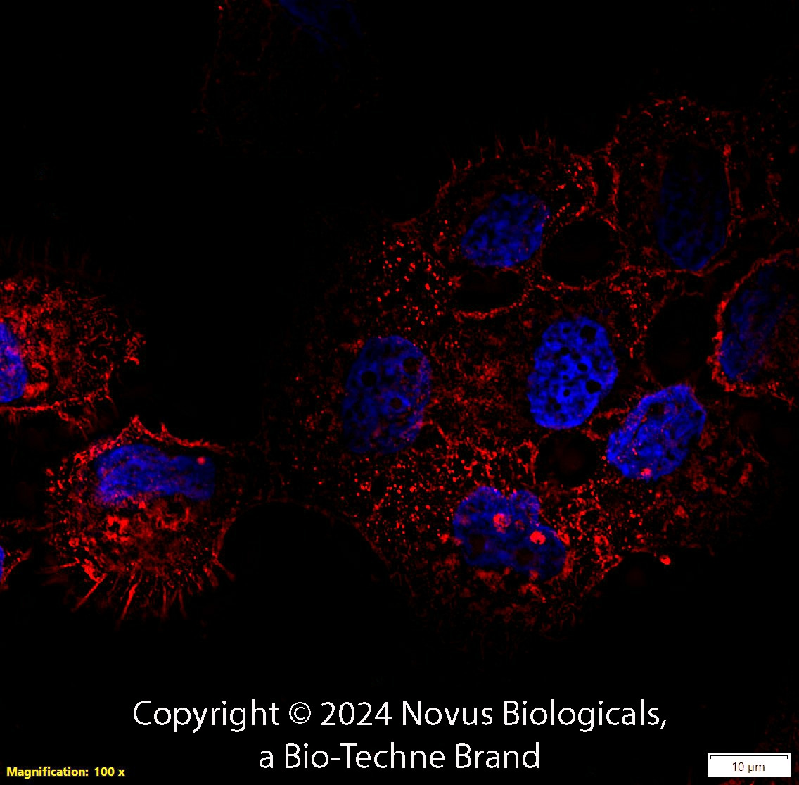 CD44 Antibody (8E2F3) - BSA Free