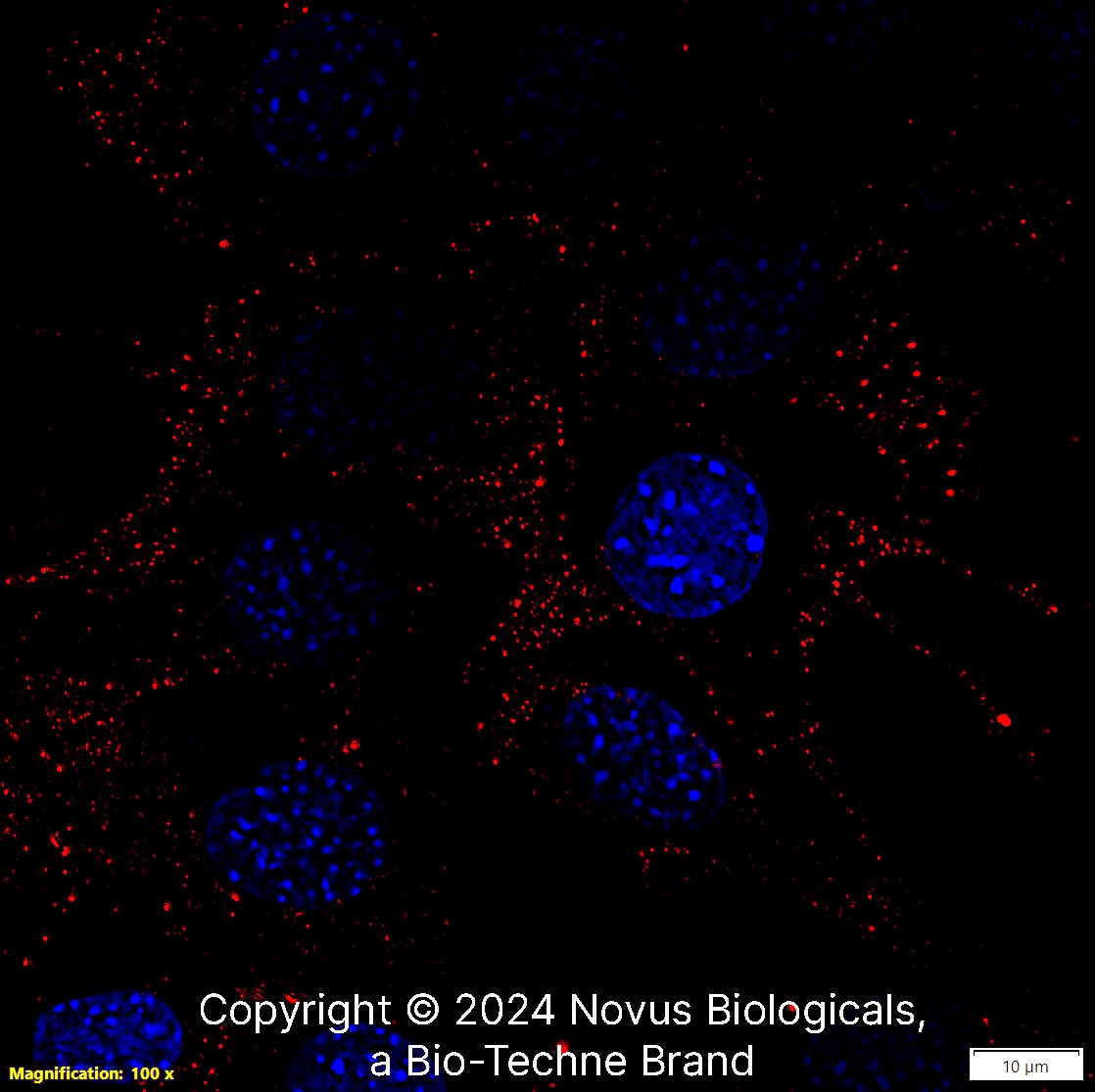 CD44 Antibody (8E2F3) - BSA Free