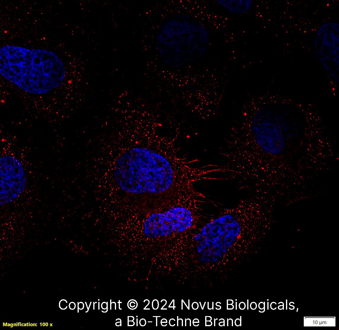 CD44 Antibody (8E2F3) - BSA Free