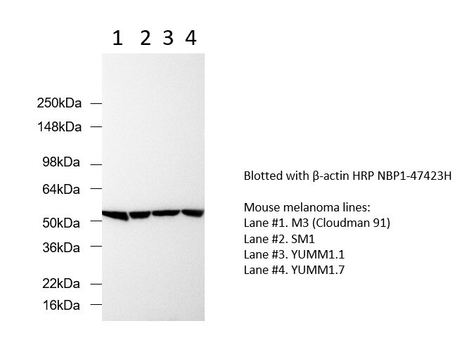 beta-Actin Antibody (8H10D10) - BSA Free