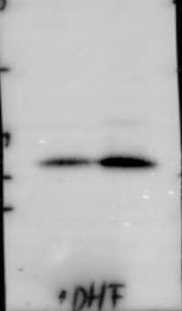 Dihydrofolate Reductase/DHFR Antibody (OTI6G7)