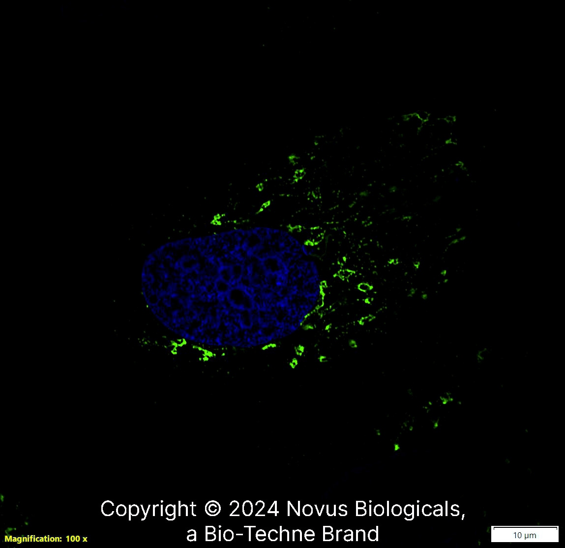 TGN46 Antibody - BSA Free