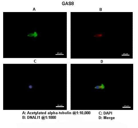 GAS8 Antibody - BSA Free