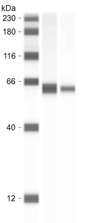 Monoamine Oxidase B Antibody