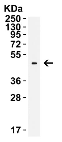 PD-1 Antibody (12A7D7) - BSA Free