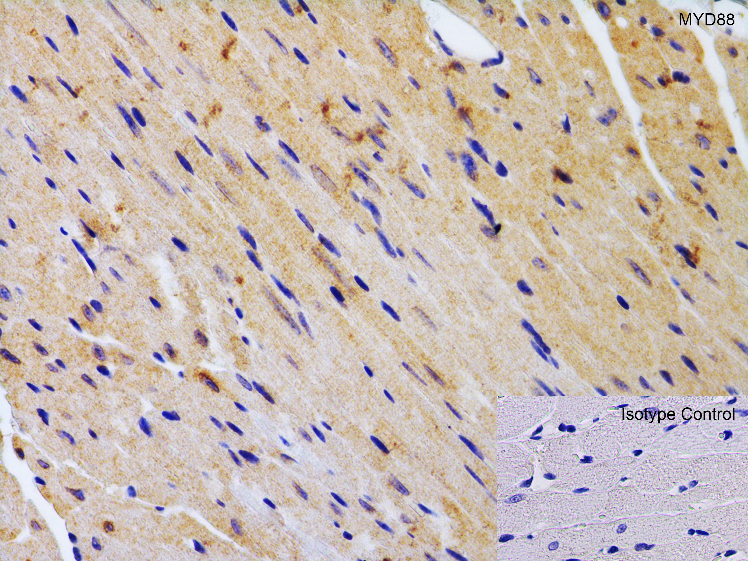 MyD88 Antibody - BSA Free