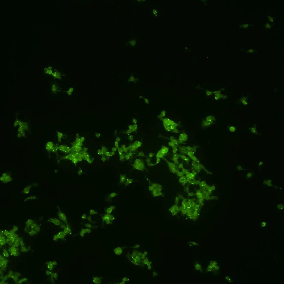 IRF7 Antibody