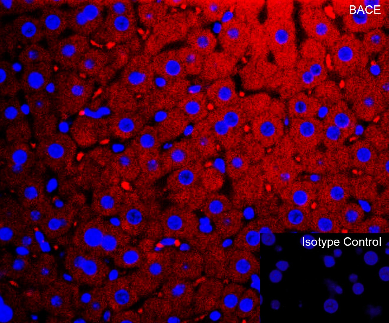 BACE-1 Antibody - BSA Free