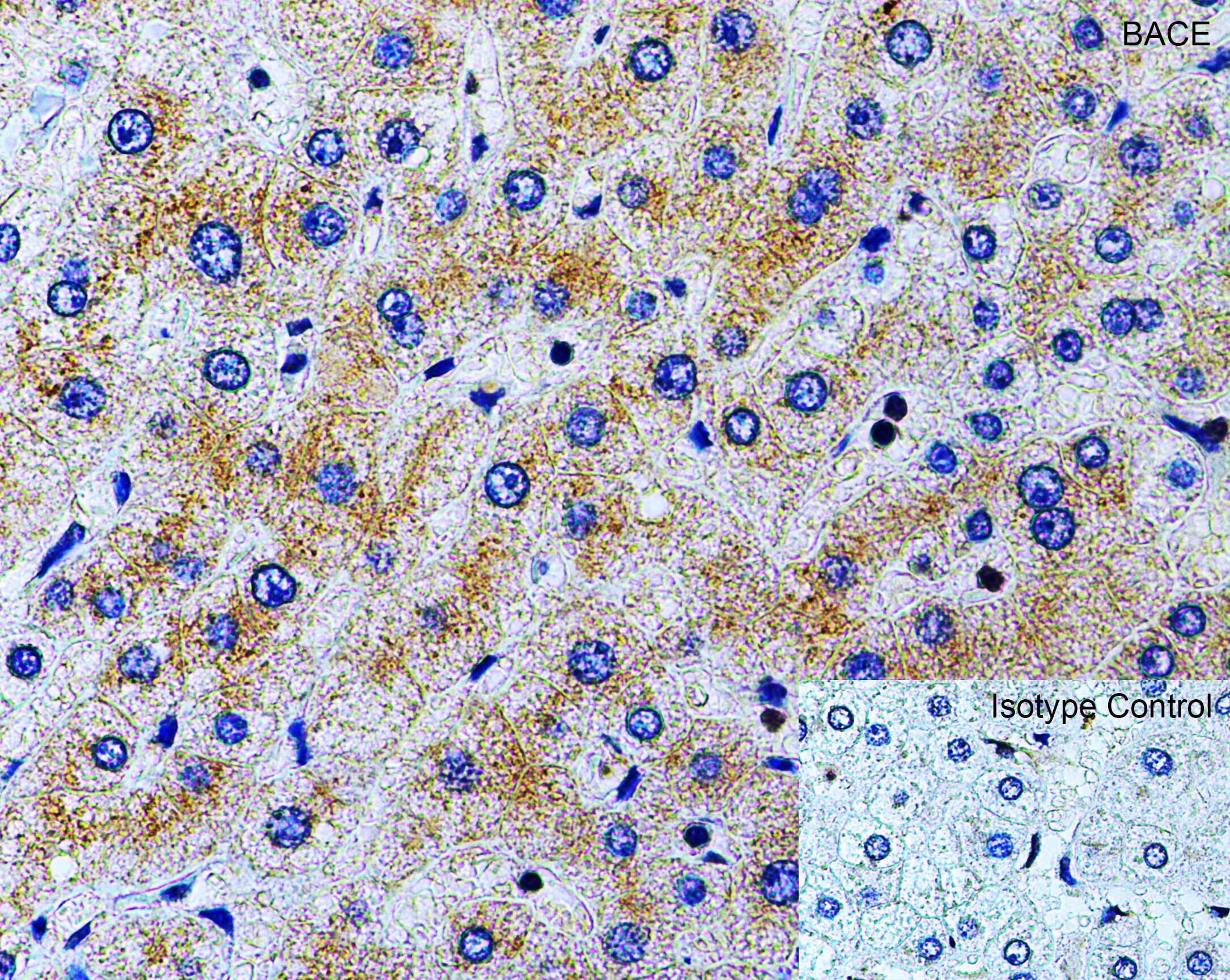 BACE-1 Antibody - BSA Free