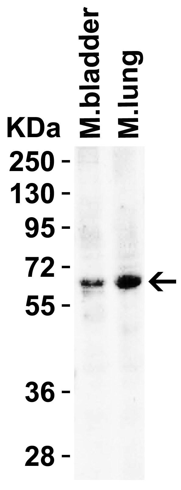 BACE-1 Antibody - BSA Free