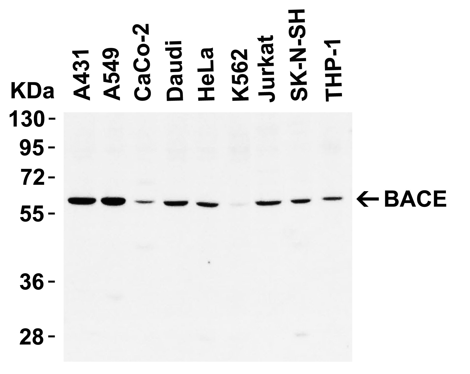 BACE-1 Antibody - BSA Free