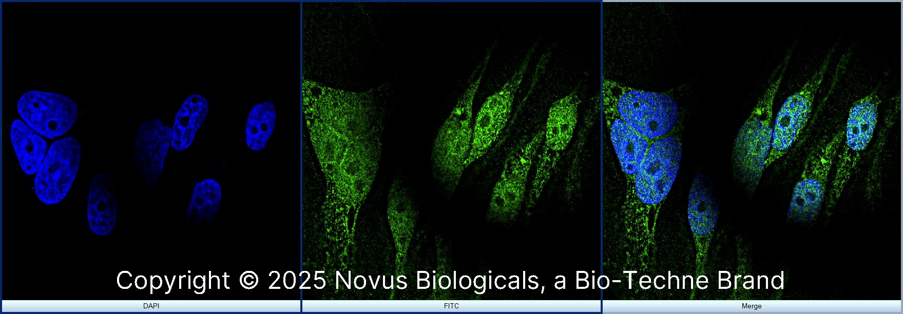 RBFOX3/NeuN Antibody - BSA Free