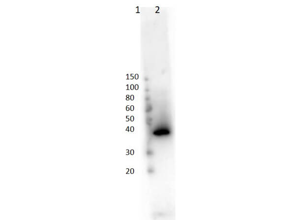 LacI Antibody