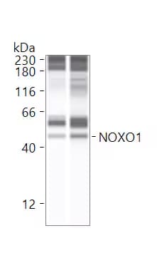 NOXO1 Antibody - BSA Free