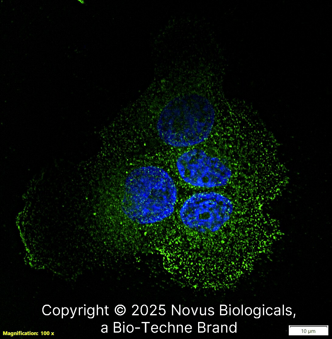 Desmoglein-3 Antibody (5H10) - BSA Free