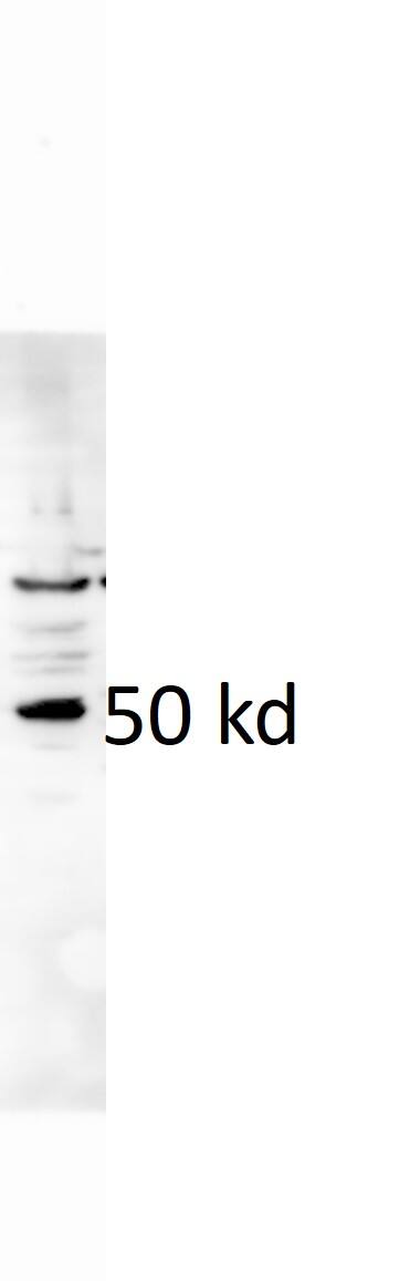 E2F3 Antibody