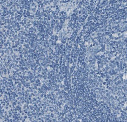 SLC16A10 Antibody